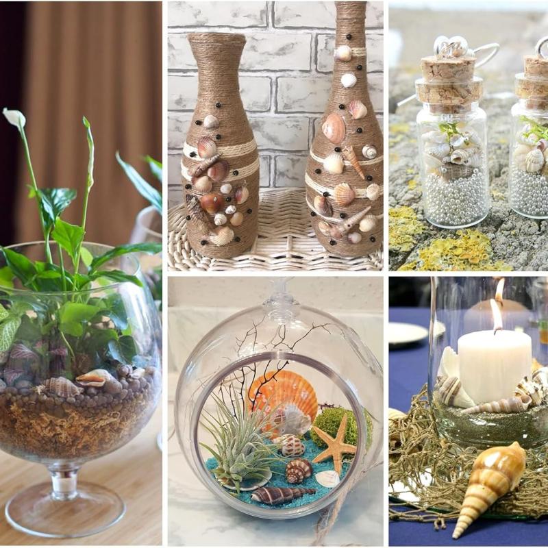 أصداف بحرية طبيعية سوداء للأعمال اليدوية